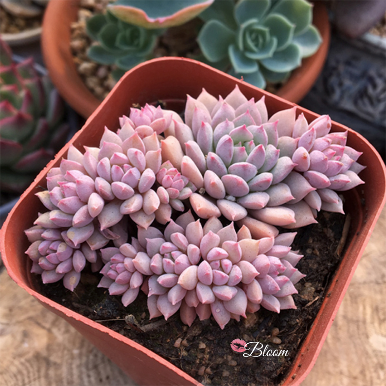 Echeveria Chrissy N Ryan – kissbloom.com