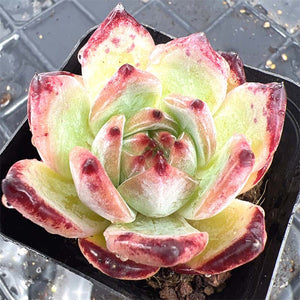 Echeveria Latam