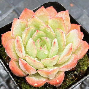 Echeveria Leaf Fairy