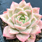 Echeveria Lotus Fairy