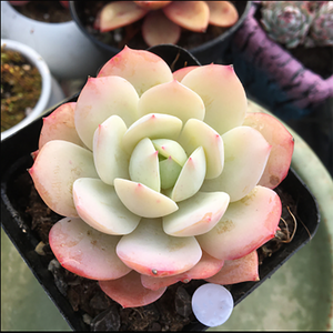 Echeveria Love Melody