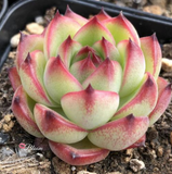 Echeveria Moon Stone