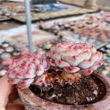 Echeveria Pink Minima