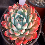 Echeveria Seosi (XiShi)