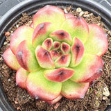 Echeveria TM