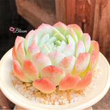 Echeveria Water Lily