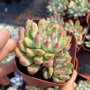 Echeveria Athena