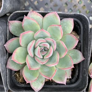 Echeveria Cherry