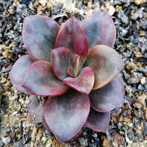 Echeveria Chroma