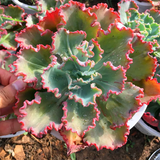 Echeveria Dick Wright