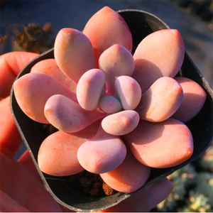 Echeveria Eve