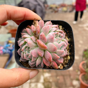 Echeveria Iria Cristata