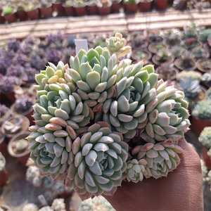 Echeveria Iria Cluster