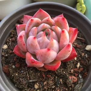 Echeveria Jade Flute