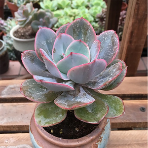 Echeveria Julius