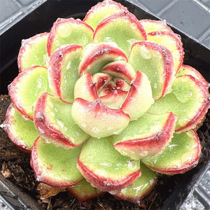 Echeveria Montblanc