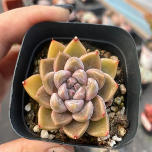 Echeveria Nebula