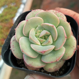 Echeveria Nicksana