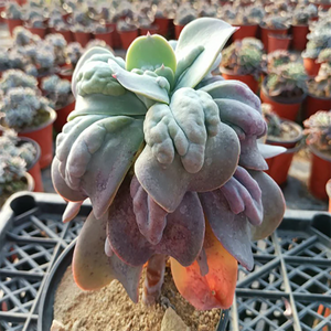 Echeveria Paul Bunyan