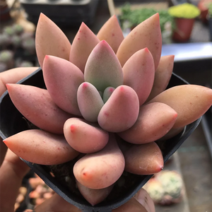 Echeveria Peach Garden