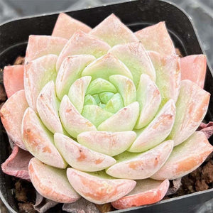 Echeveria Queen Ellie