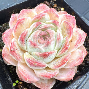 Echeveria Strawberry Cream