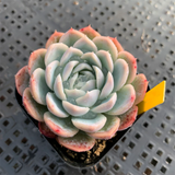 Echeveria Twilight