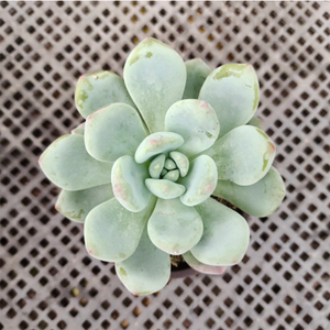 Echeveria Oriental Bowlset Bouquet