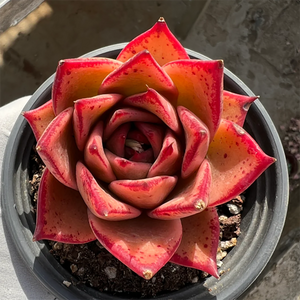 Echeveria Agavoides Jade Star