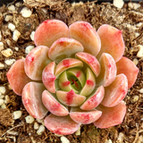 Echeveria Agavoides Santa Lewis