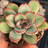 Echeveria Pulidonis Empress Dowager Cixi