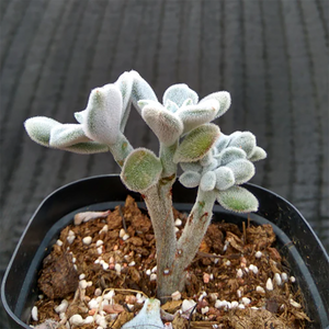 Echeveria Pulvinata Frosty