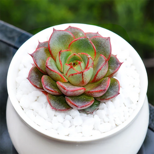 Echeveria Purpusorum Berger