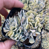 Echeveria Runyonii Topsy Turvy Cristata