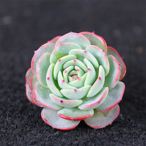 Echeveria Secunda Puebla