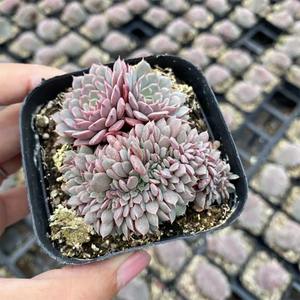 Echeveria Sp. Pinwheel Cristata