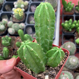 Echinocereus Viereckii Subs. Morricalii