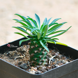 Euphorbia Bupleurifolia 'Pine Cone Plant'