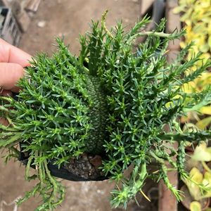 Euphorbia Flanaganii Medusa's Head