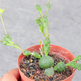 Euphorbia Globosa (Haw.) Sims