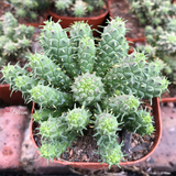 Euphorbia Inermis Mill Medusa's Head Green Crown