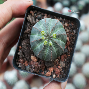 Euphorbia Obesa