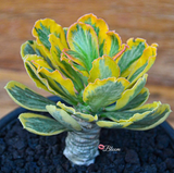 Euphorbia Poissonii Variegata