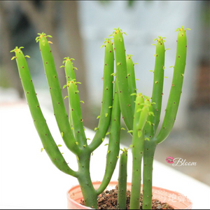 Euphorbia Tirucalli Linn