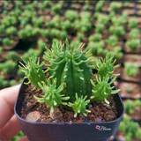 Euphorbia Enopla Boiss