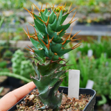 Euphorbia Groenewaldii
