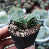 Gasteria Gracilis Baker