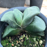 Gasteria Armstrongii Cow Tongue