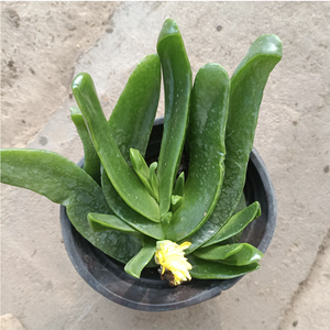 Glottiphyllum Linguiforme (L. ) N. E. Br.