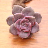 Graptopetalum Purple Delight